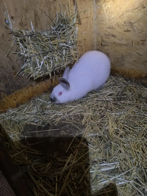 Kaninchen zu verkaufen 