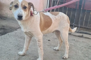 Der hübsche kleine Nepomuk sucht seine Menschen