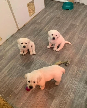 Labradorwelpen zur Adoption     