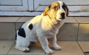 Verspielter Wuschelkopf Lino sucht Zuhause