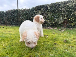 **Wunderschöne Doodle-Welpen suchen ein liebevolles Zuhause! **
