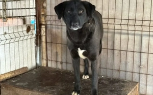 Schwarze Schönheit Minna sucht geduldiges Zuhause