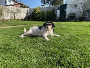 Foltina, 1.3. PS in53909 Zülpich, ist rundherum freundlich, lieb, problemlos und einfach dankbar