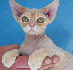 Devon Rex Kitten   ,  männlich.  Mit Ahnentafel und TA Zeugnis, EU Pass