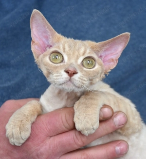 Kitten Devon Rex ,weiblich und männlich , reinrassig mit Stammbaum.