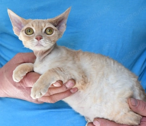 Kitten , Devon Rex,  männlich und weiblich mit Stammbaum, Gesundheitszeugnis, geimpft  und gechipt. 