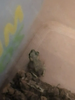 Biete Atlaskröte oder Marokkokröte (Pseudepidalea brongersmai)