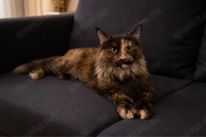 2 Maine Coon Mädels zu vermitteln   Bild 4