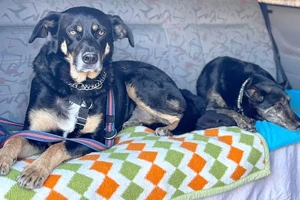 Jago sucht ein Zuhause