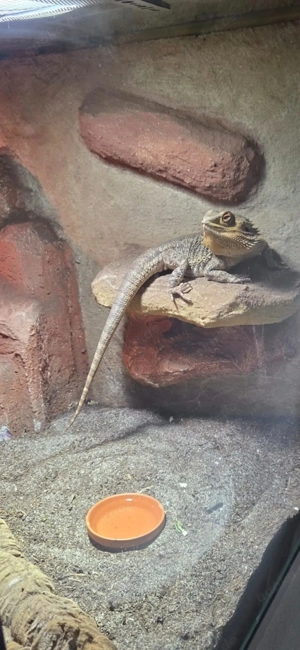 Bartagame Butler sucht ein neues zu Hause