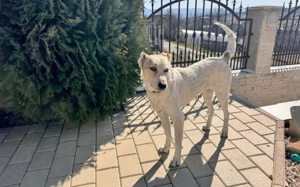 Sanfte und geduldige Felice sucht Zuhause