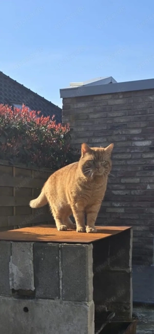 Katzen am 04.05 abzugeben Bild 2