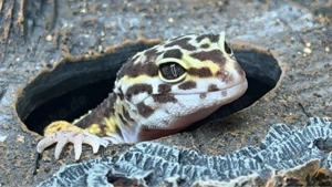 Leopardgecko 0.1 Tremper Albino