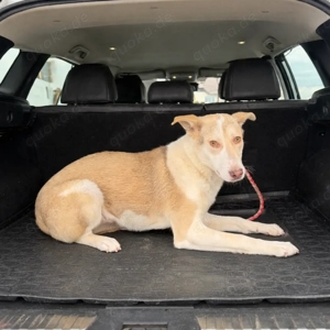 Notfall! Sunny wünscht sich ein Zuhause