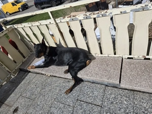 verkaufe Dobermann rüden