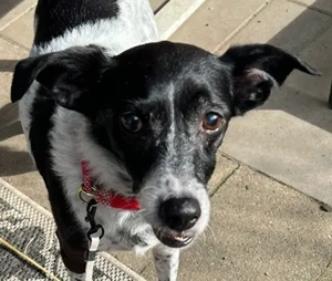 Ophelia - kuschelt wahnsinnig gerne. Sie ist ruhig und sanft und sucht ein ruhiges Heim.