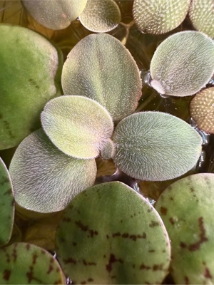 Schwimmpflanze Wasserpflanze, Aquarium, Fische, Garnelen