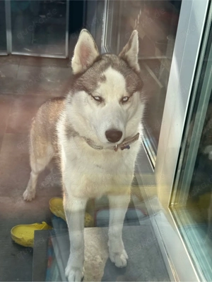 Husky abzugeben