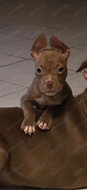 American Pocket Bully Rüde 