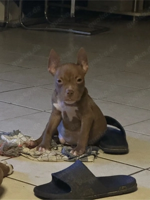American Pocket Bully Rüde 
