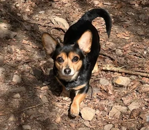 Karlie,DackelChihuahuaMix - ist eine mutige,selbstbewußte,kleine Persönlichkeit.Sehr menschenbezogen