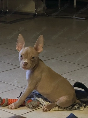 American Pocket Bully Hündin 