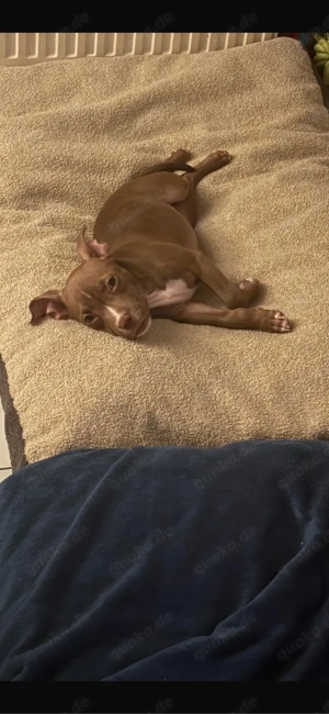 American Pocket Bully Rüde 