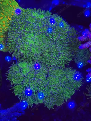 Euphyllia Toxic Green 