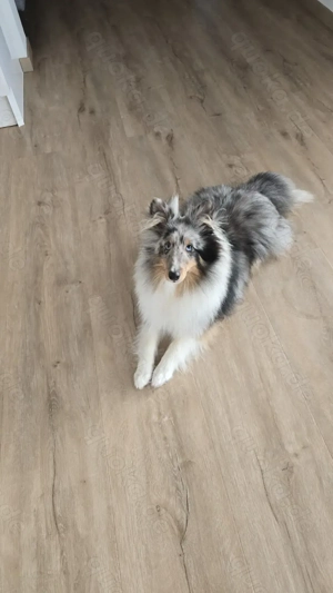Sheltie rüde 8 monate blue merl