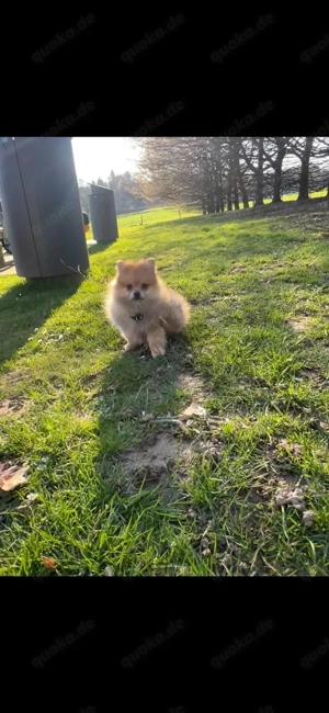 süßer pomeranian boo