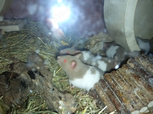 Hamsterbabys 6 Wochen 6 Mädels und 3 Jungs 