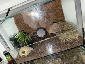 brachypelmaelma hamorii 1.0 mit Terrarium