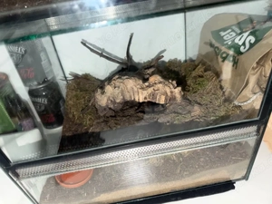 tliltocatl vagans red rump 0.1 mit terrarium