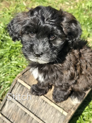 Doodle-Welpen, Havapoo F1 (Havaneser   Toypudel), liebevoll aufgezogen