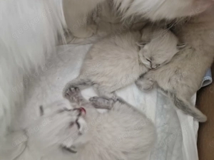 Baby katzen main coon mic perser 