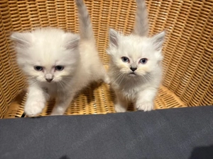 Perserkatze mix Ragdoll 