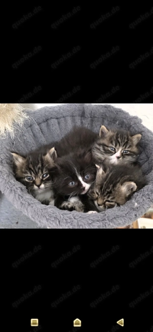 Sibirische katze Neva masquarade 