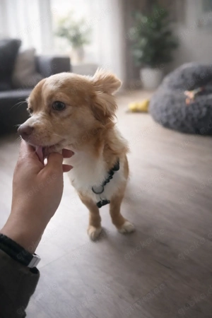 junger Chihuahua Rüde