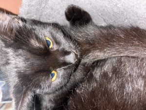 Katze zu verkaufen (Lilo)