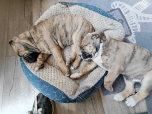 Welpen.   Cane Corso Boxer Mix