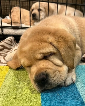 Labradorwelpen zur Adoption verfügbar     
