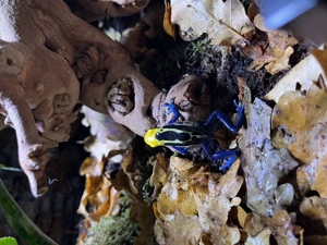 Suche Dendrobates Tinctorious Brasilianer Weibchen