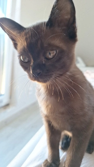 Amerikanische Burma Katze