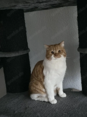 Mix Perser(1Jahr, männlich)