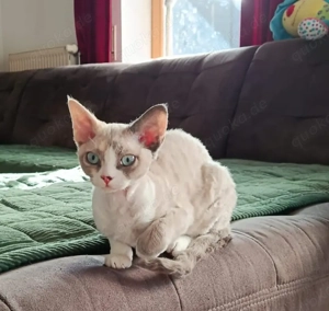 Devon Rex Kitten reinrassig 