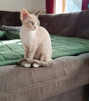 Devon Rex Kitten reinrassig 