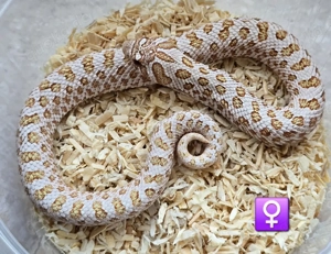 HAMM   Heterodon nasicus   Hakennasennatter 