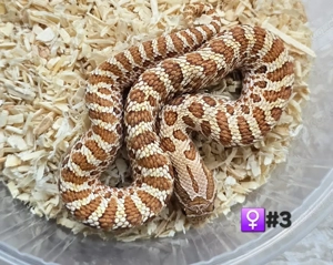  Heterodon nasicus   Hakennasennatter  Bild 3