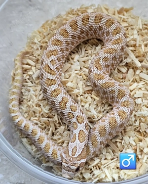 Heterodon nasicus   Hakennasennatter  Bild 2