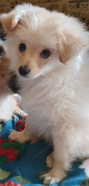 Meine hündin hat am 18.12.2025 (5) Wundervolle süẞe welpen zur welt gebraucht (jetzt wäre noch 1 da 